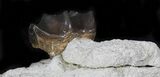 Fossil Brontotherium (Titanothere) Molar - South Dakota #31451-3